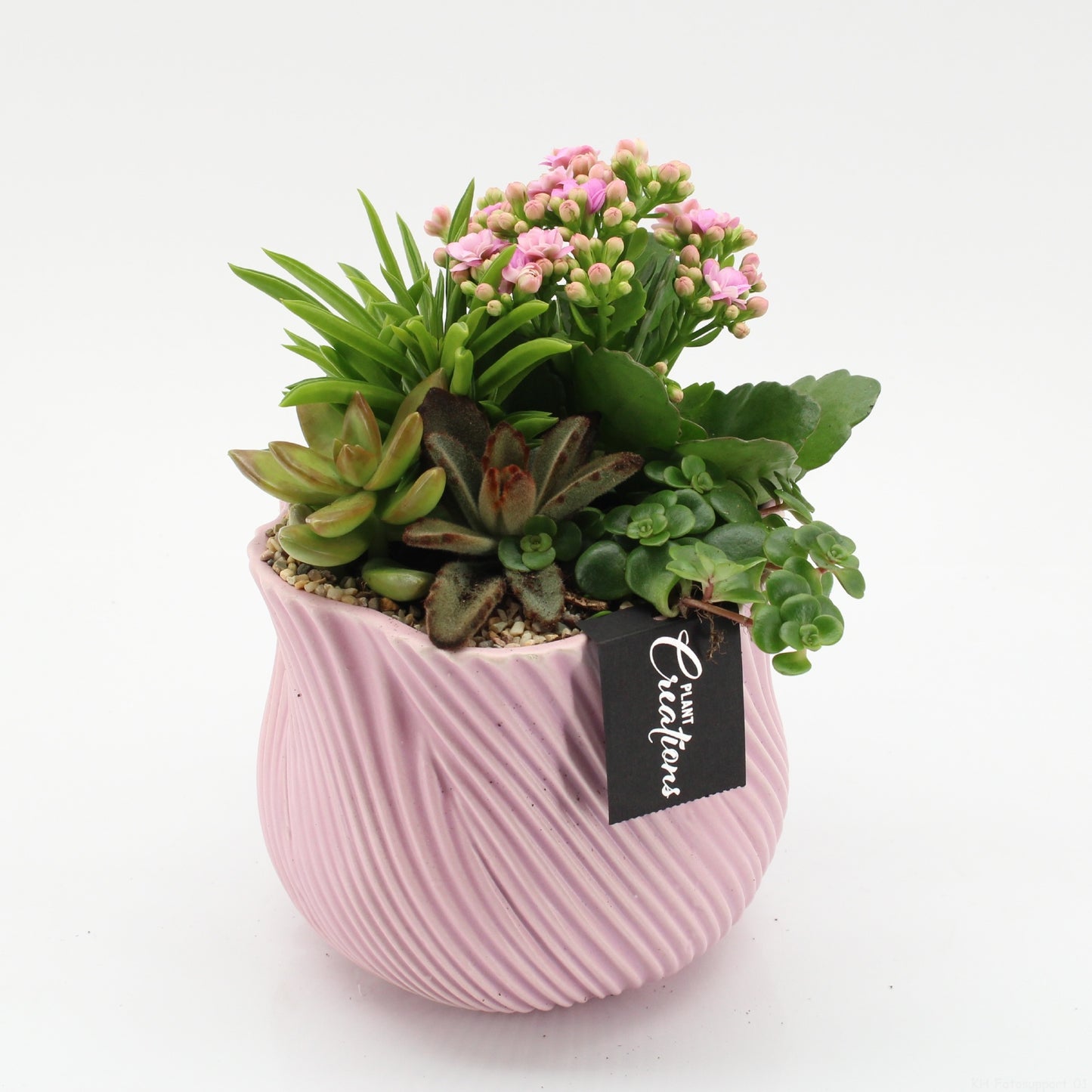 Indoor flowering arrangement 25cm 15cm Pot