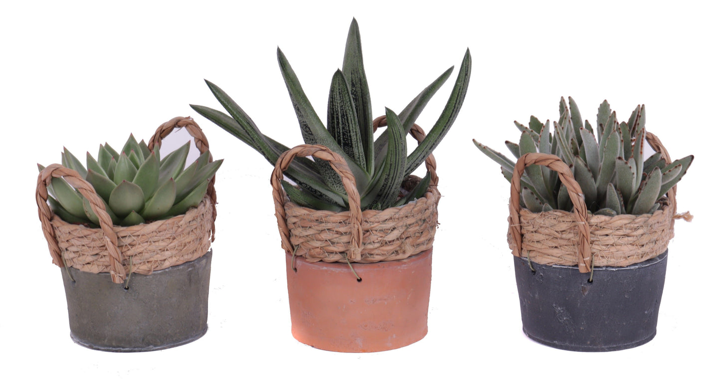 Succulent mix 25cm 13cm Pot
