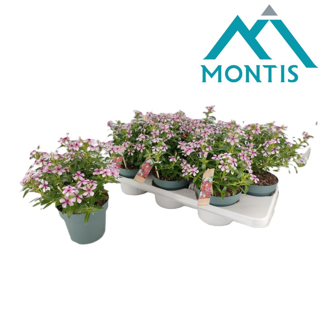 Catharanthus Soirée Light Pink Dark Eye 26cm 14cm Pot