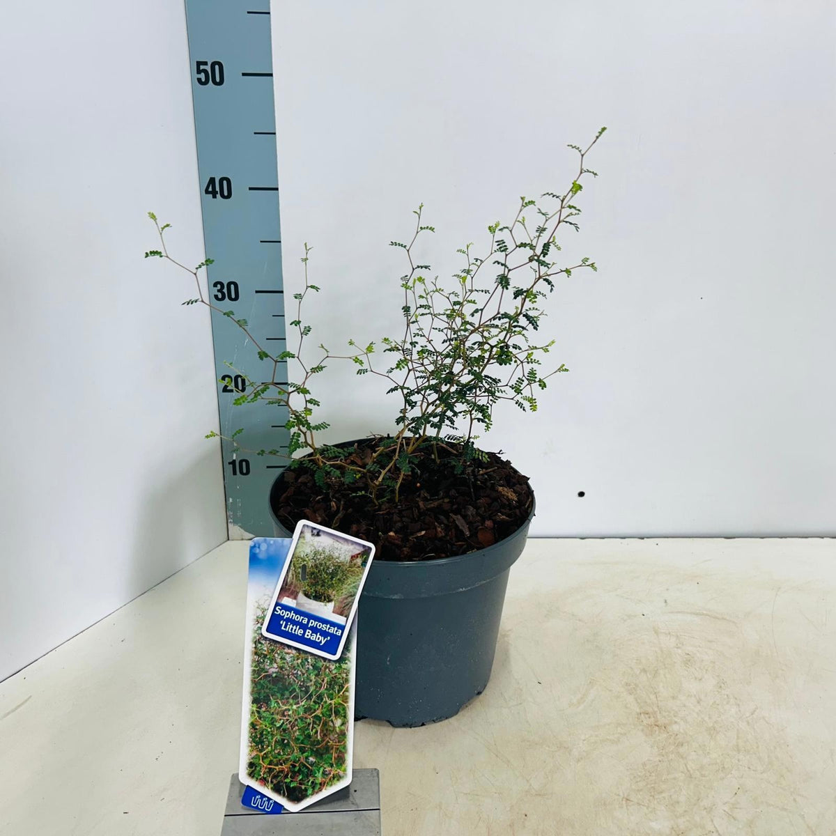 Sophora pros. Little Baby 35cm 23cm Pot