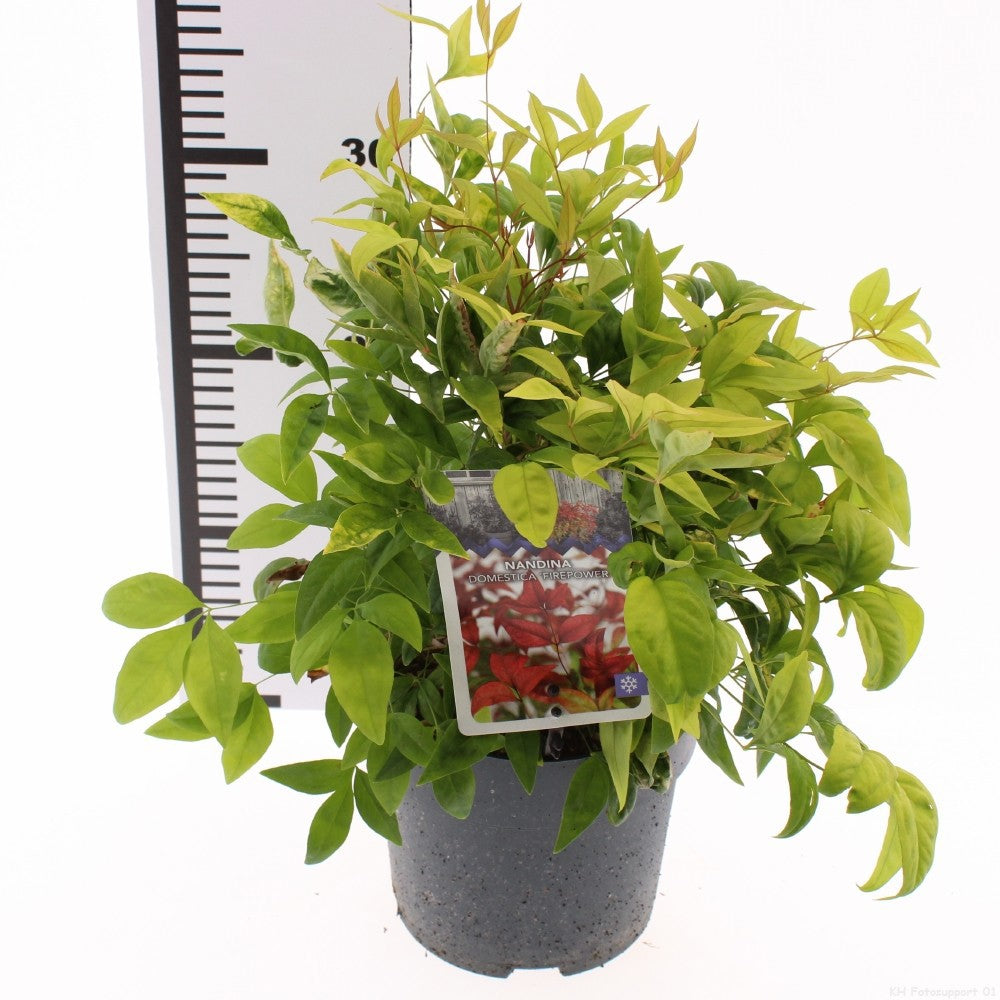 Snepvangers Tuinplanten Nandina domestica Fire Power Pack of 6