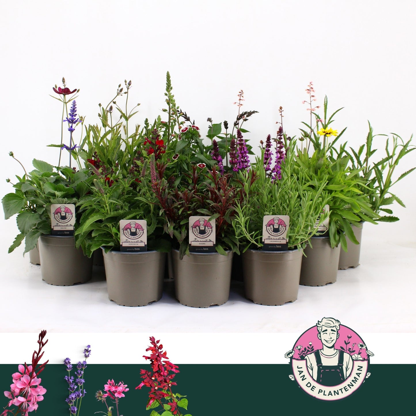 Perennials mix 30cm 17cm Pot