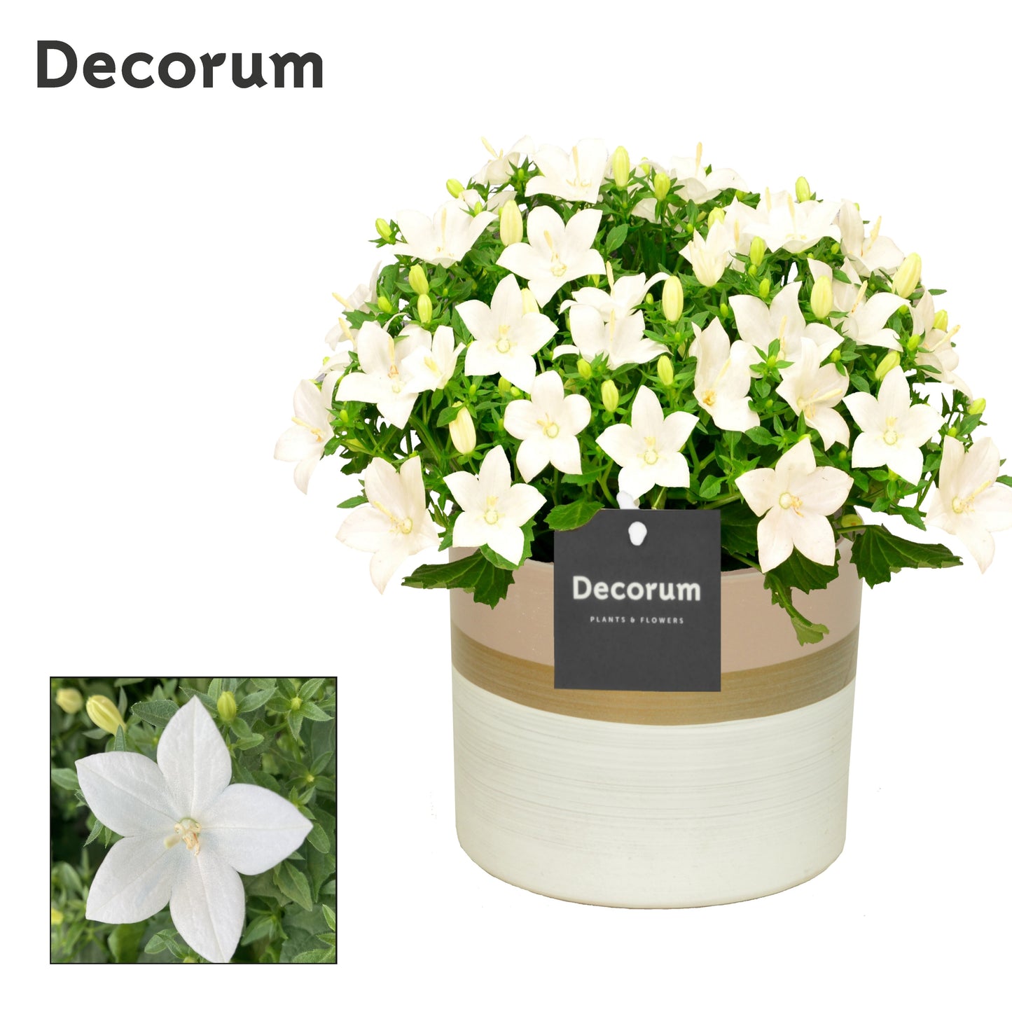 Campanula Atlanta White 22cm 14cm Pot