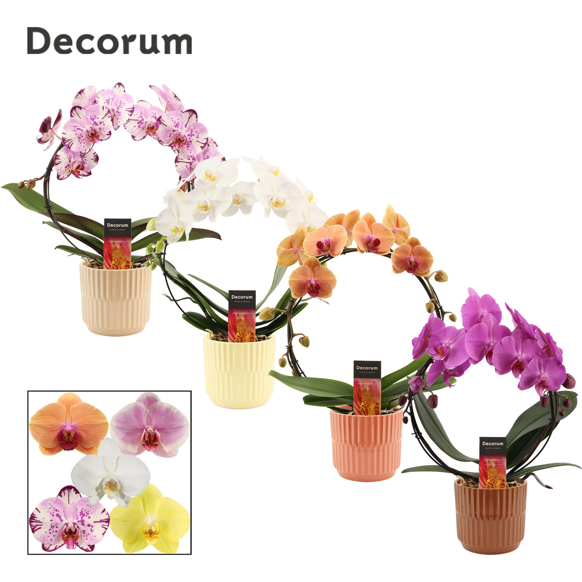 Phalaenopsis mix 45cm 12cm Pot