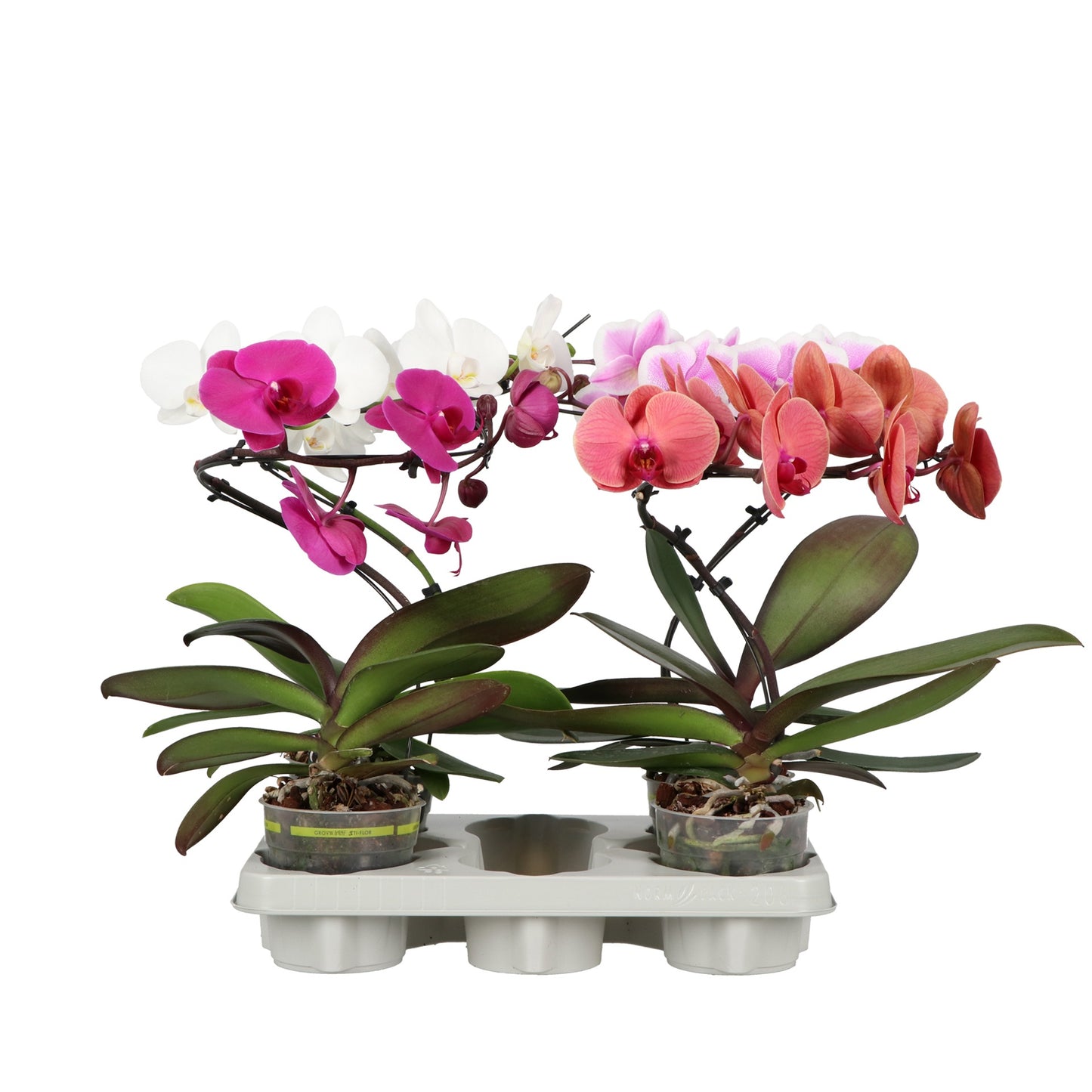 Phalaenopsis mix twister 45cm 12cm Pot