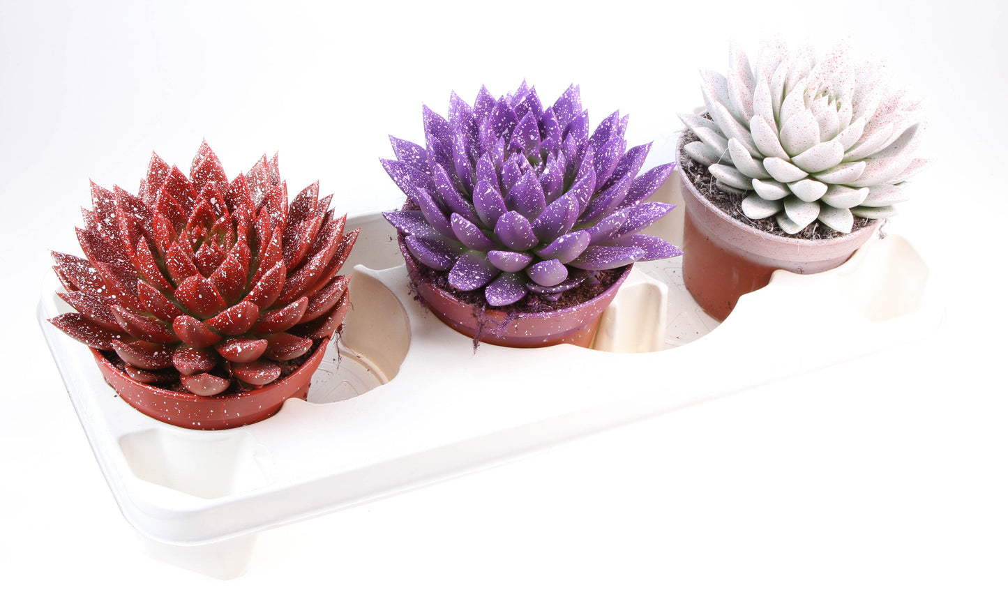 Miranda sprinkle love mix 18cm 15cm Pot