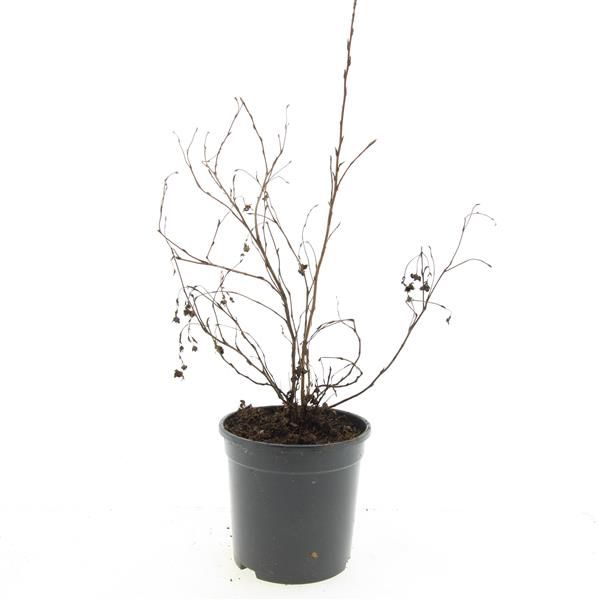 Potentilla frut. Goldfinger 10cm 14cm Pot