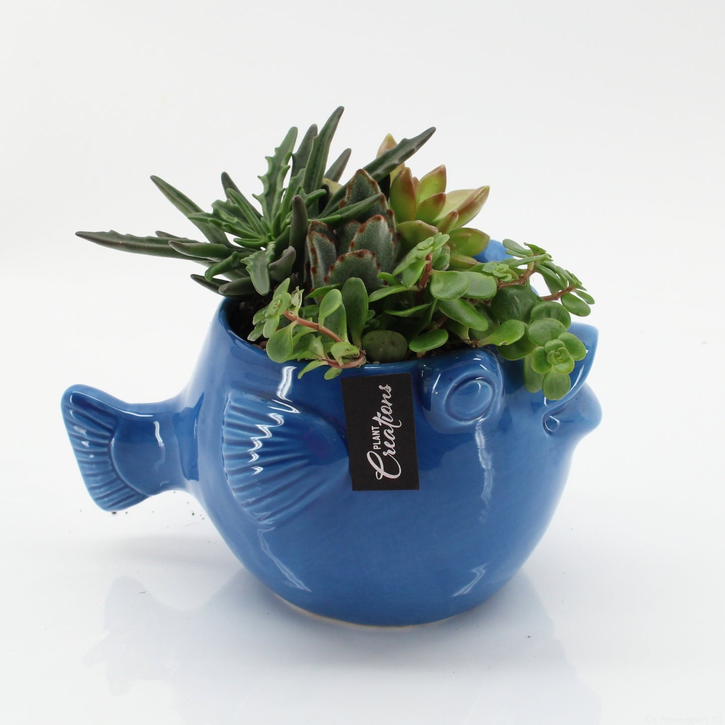 SFCR-2611 Summer Beach 15cm 20cm Pot