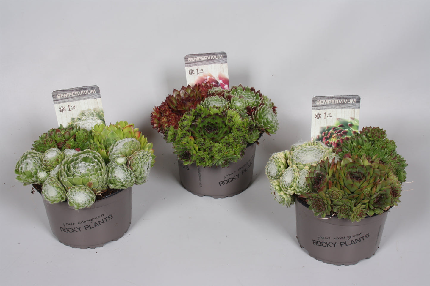 Sempervivum trio 5cm 14cm Pot