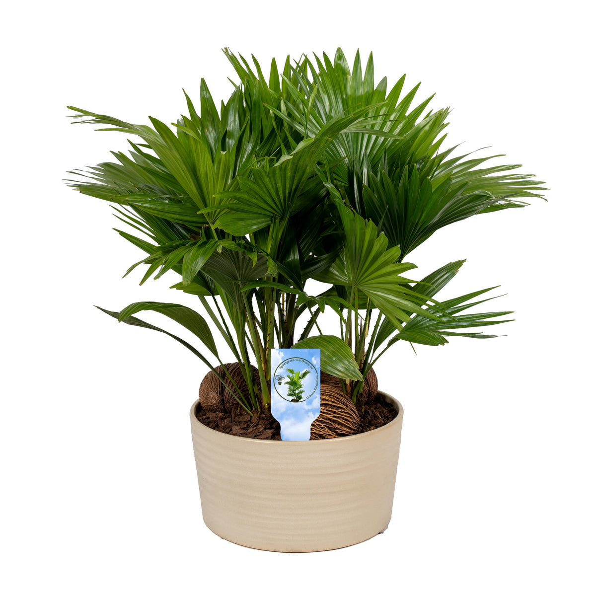 Livistona rotundifolia 48cm 26cm Pot