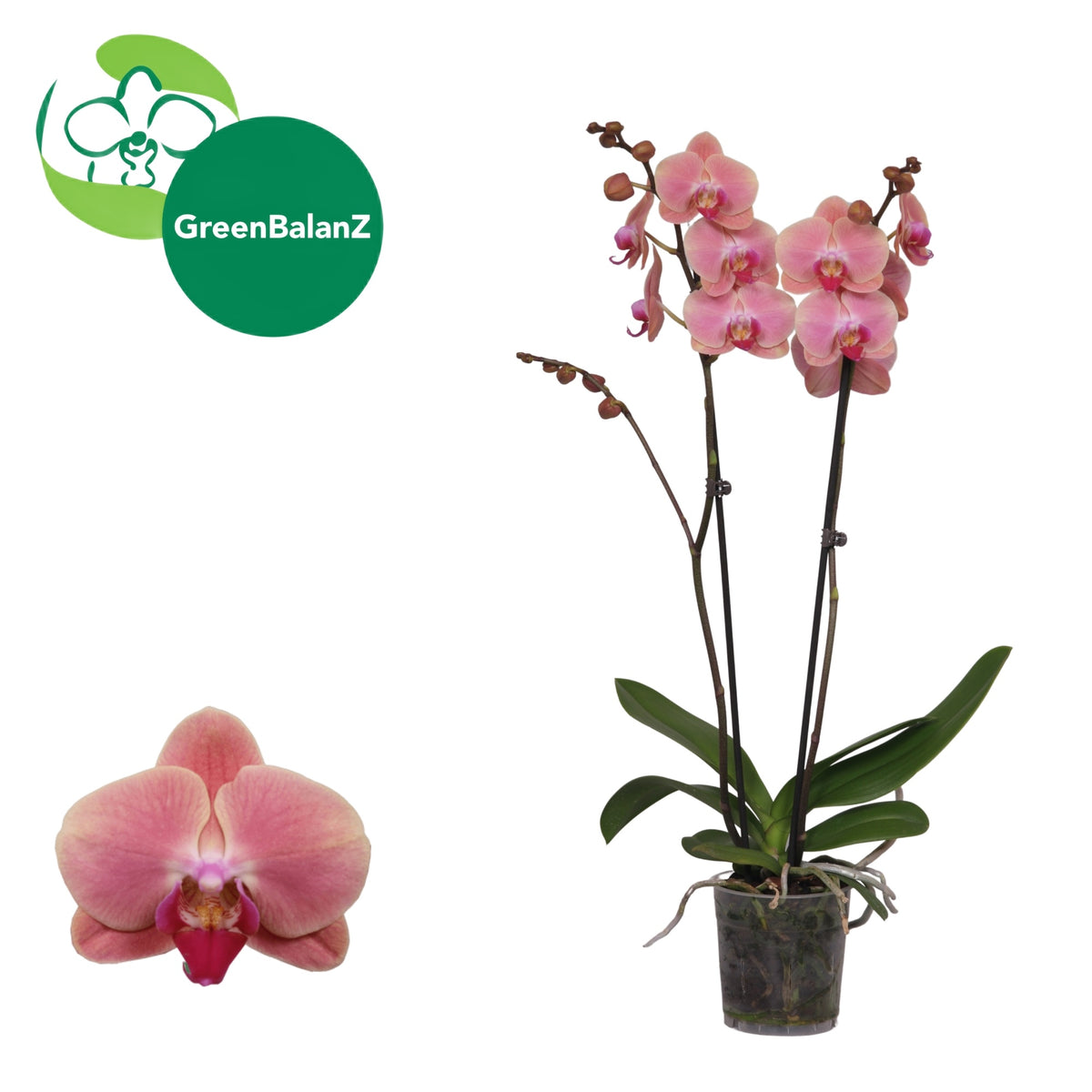 Phalaenopsis orange 55cm 12cm Pot