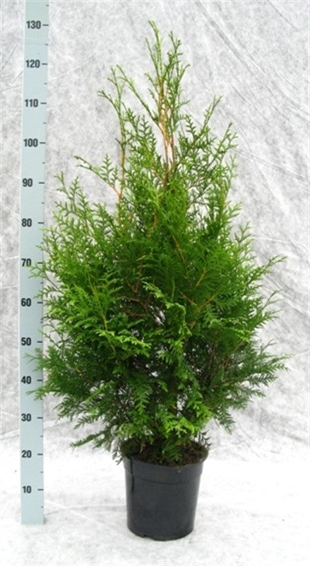 Thuja occidentalis Brabant 120cm 24cm Pot
