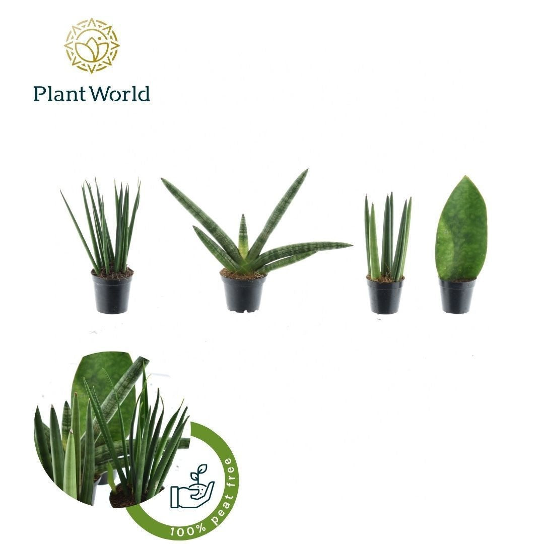 Sansevieria cylindrica 10cm 505cm Pot