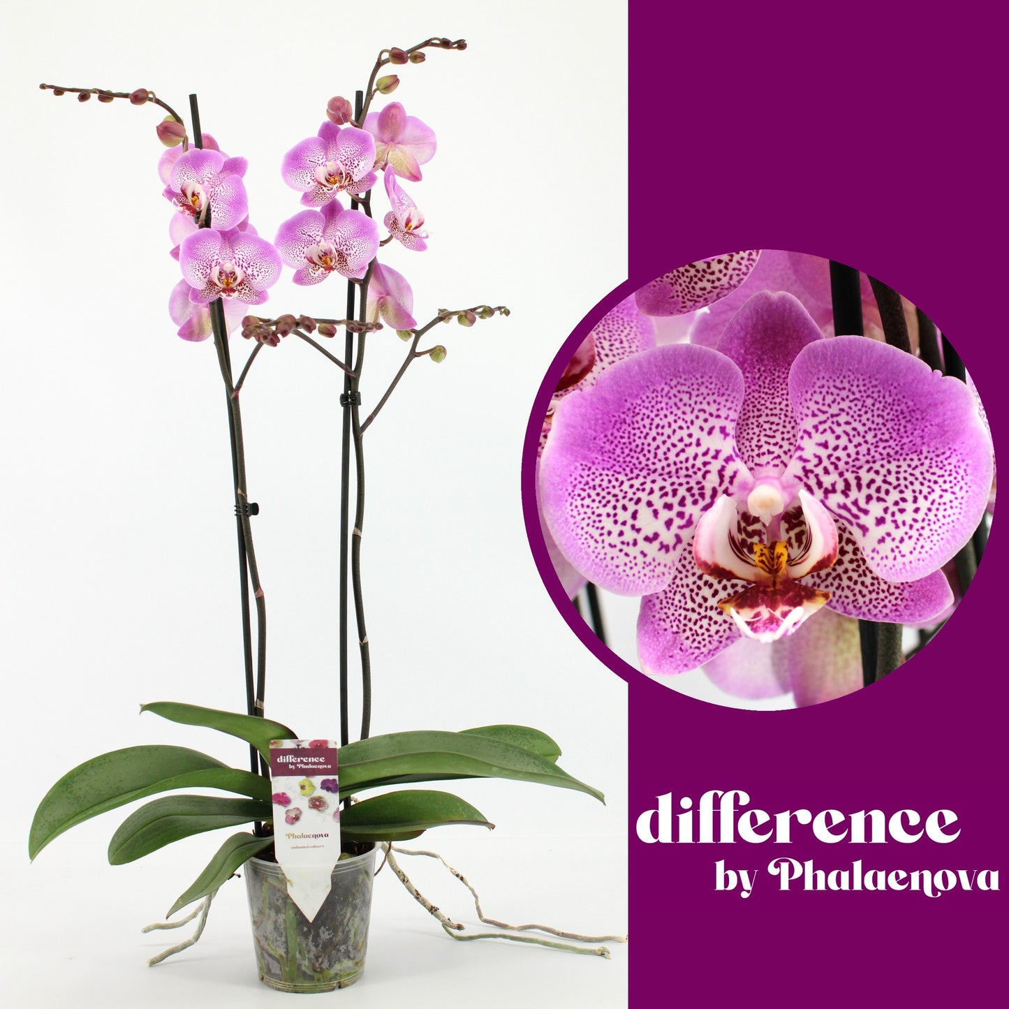 Phalaenopsis Jillion 65cm 12cm Pot
