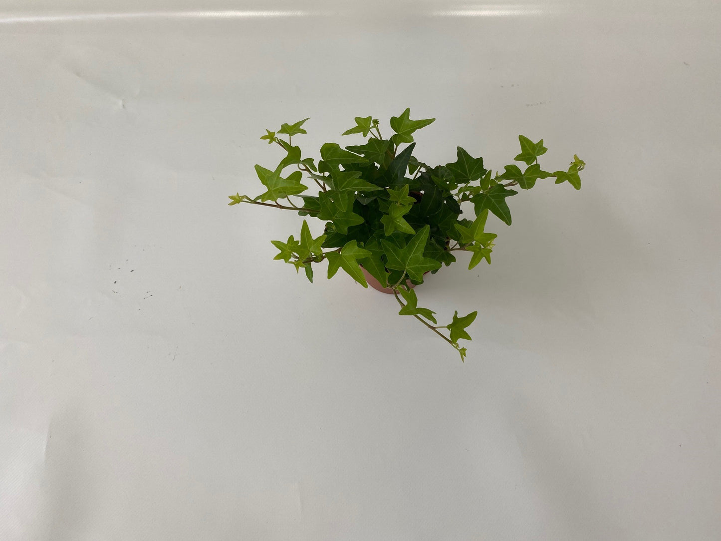 Hedera helix green 8.5cm Pot