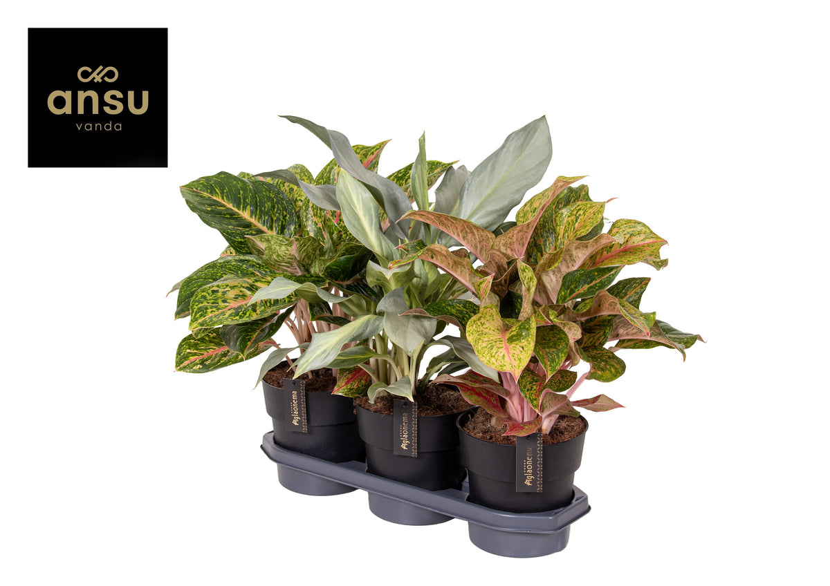 Aglaonema mix 45cm 19cm Pot