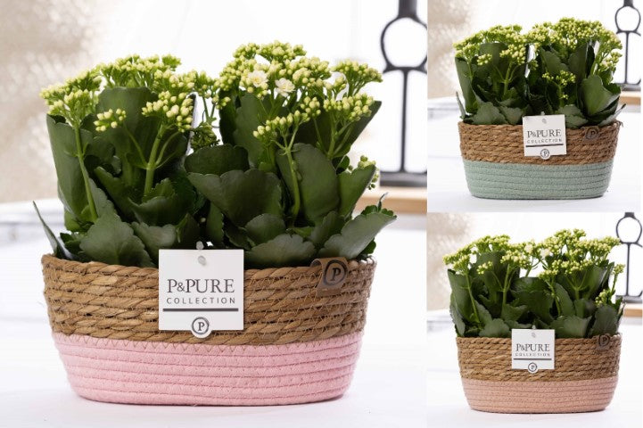 Pure Collection Kalanchoe Rosalina Don Paloma Pack of 3