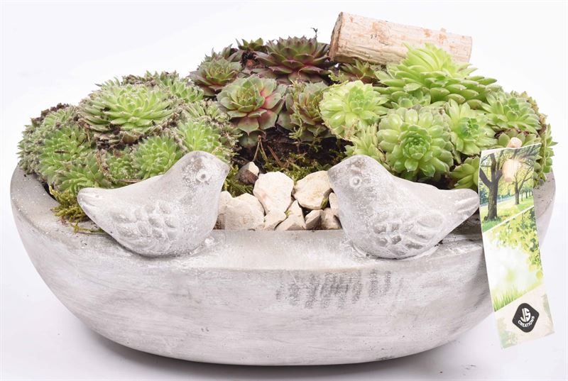 arr. Sempervivum 25cm Pot