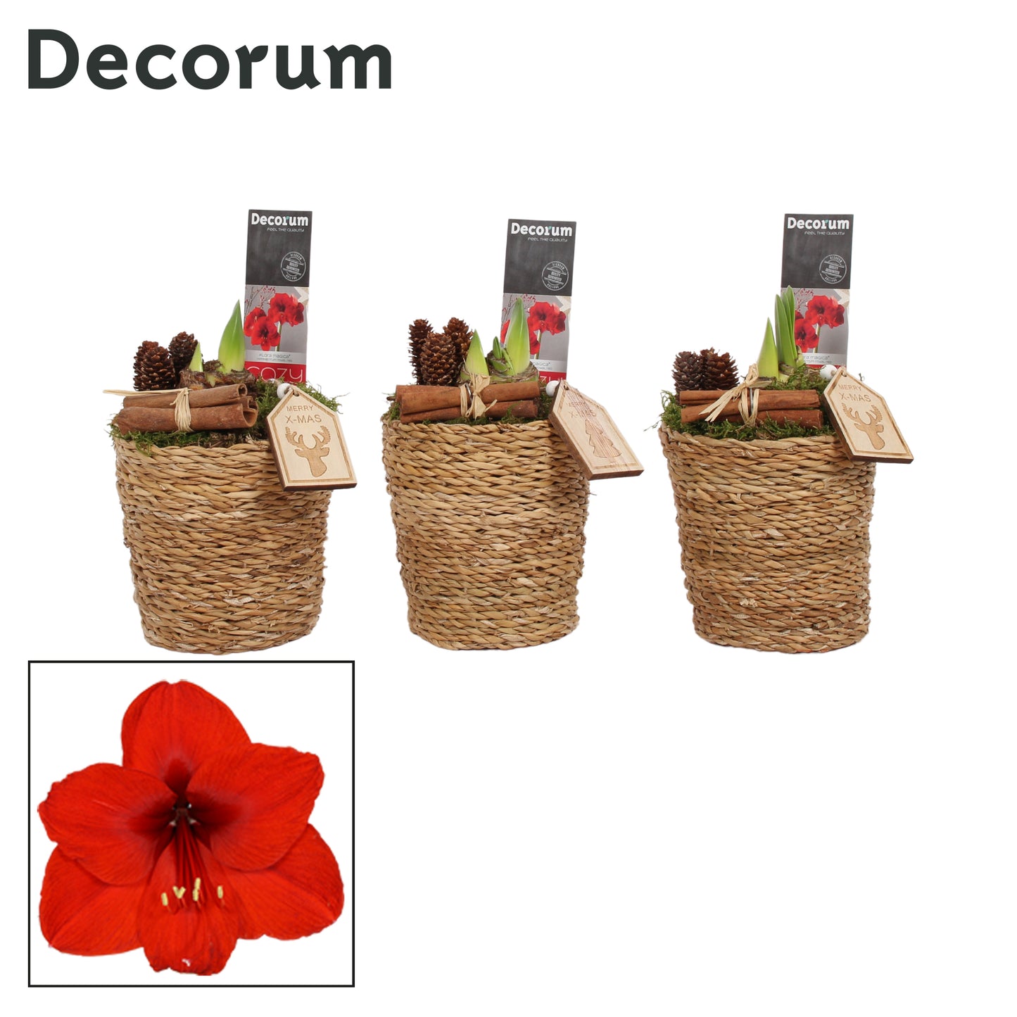 Hippeastrum 25cm 12cm Pot