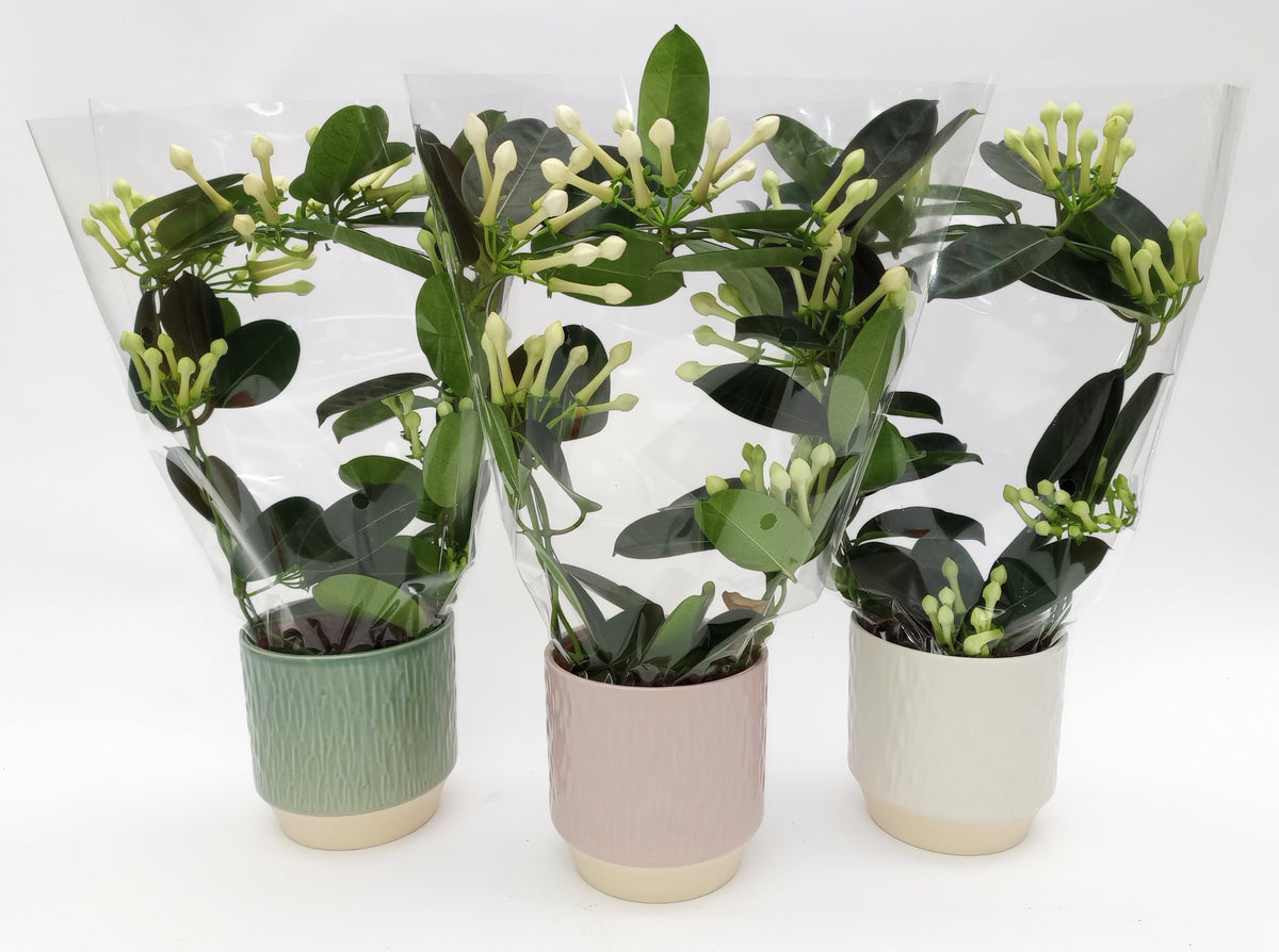 Stephanotis floribunda 47cm 12cm Pot