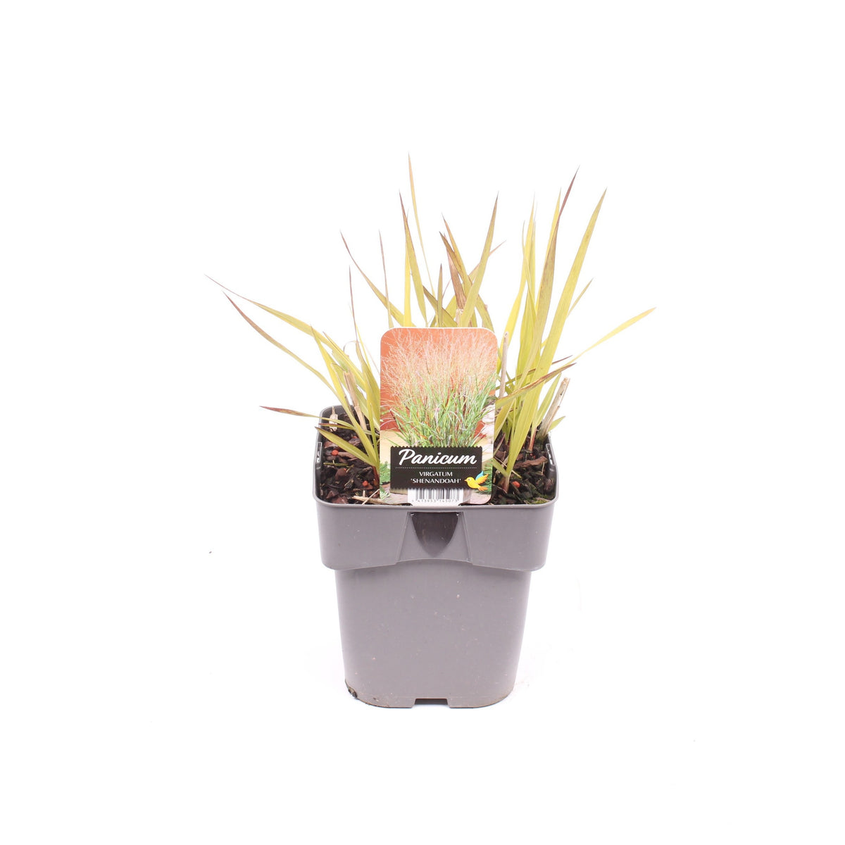 Panicum virgatum 35cm 17cm Pot