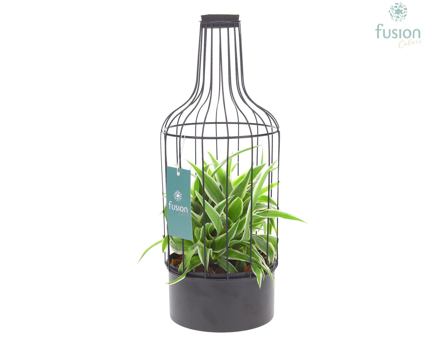 Metaal fles zwart Medium met Chlorophytum 43cm 15cm Pot