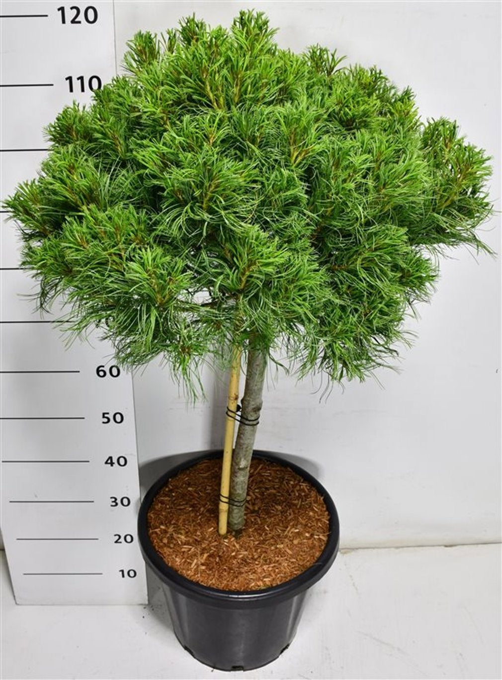 Pinus hybrid 120cm 38cm Pot