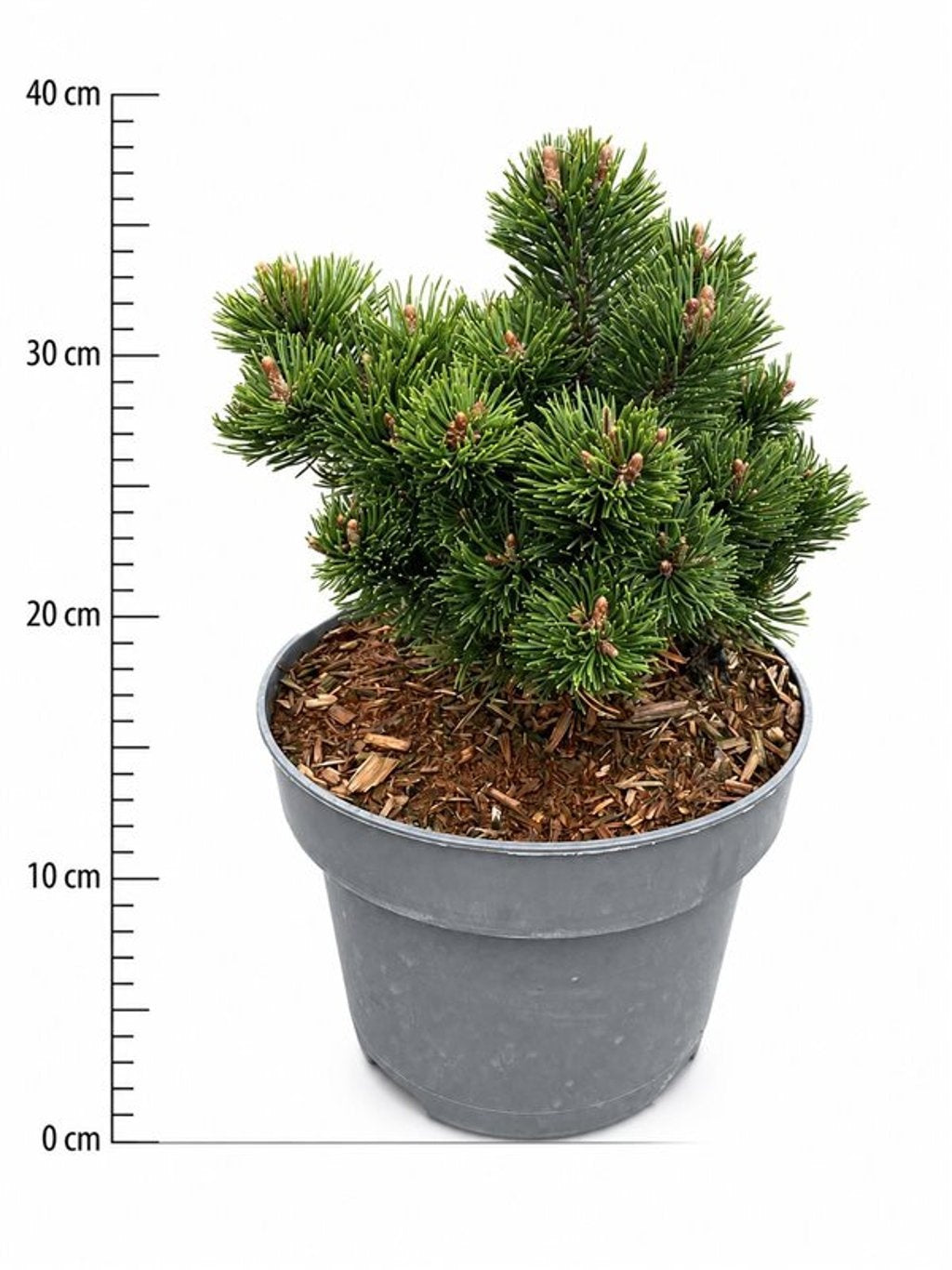 Pinus hybrid 40cm 23cm Pot
