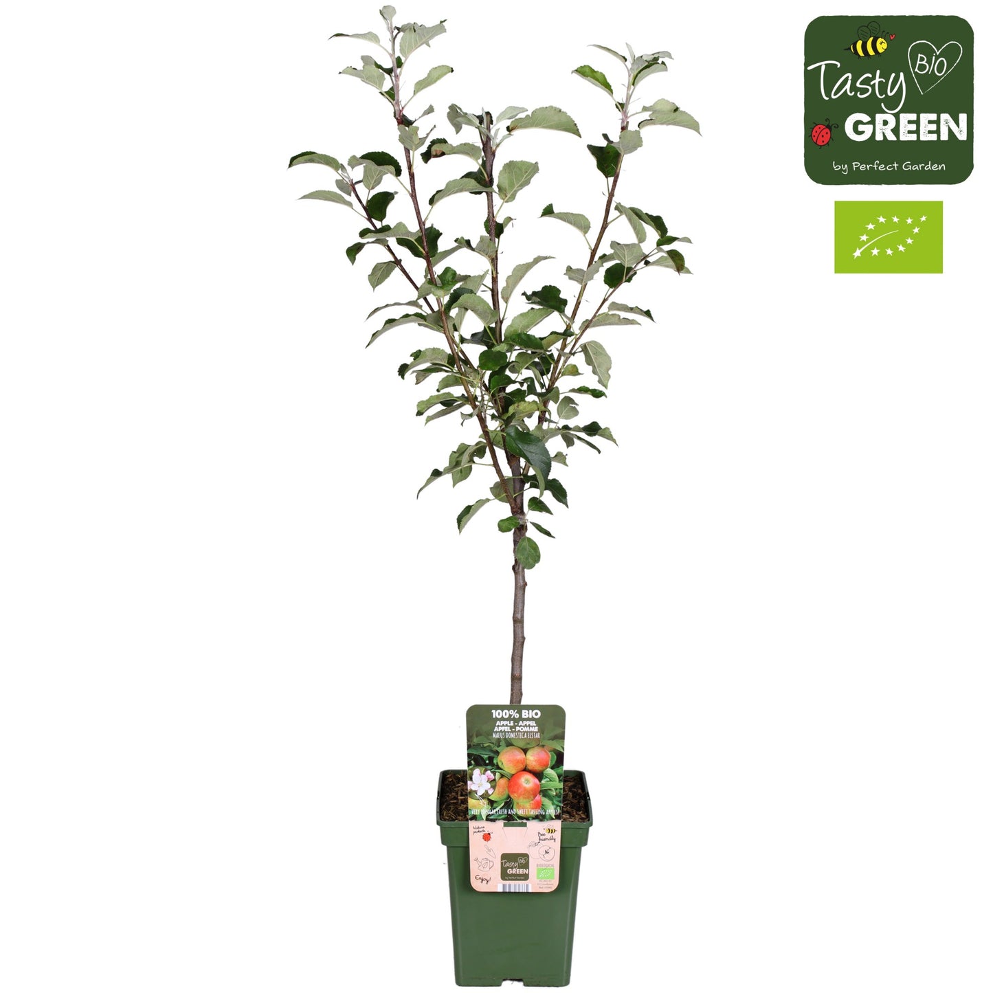 Malus domestica (Apple) Double U 100cm 23cm Pot
