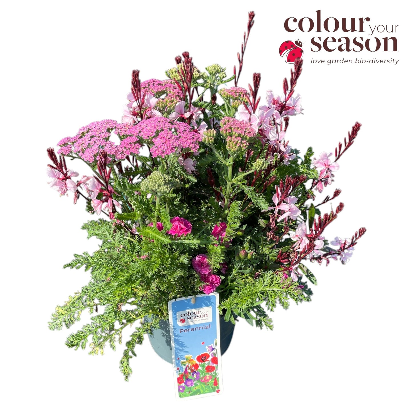 Perennials mixed in pot 50cm 19cm Pot