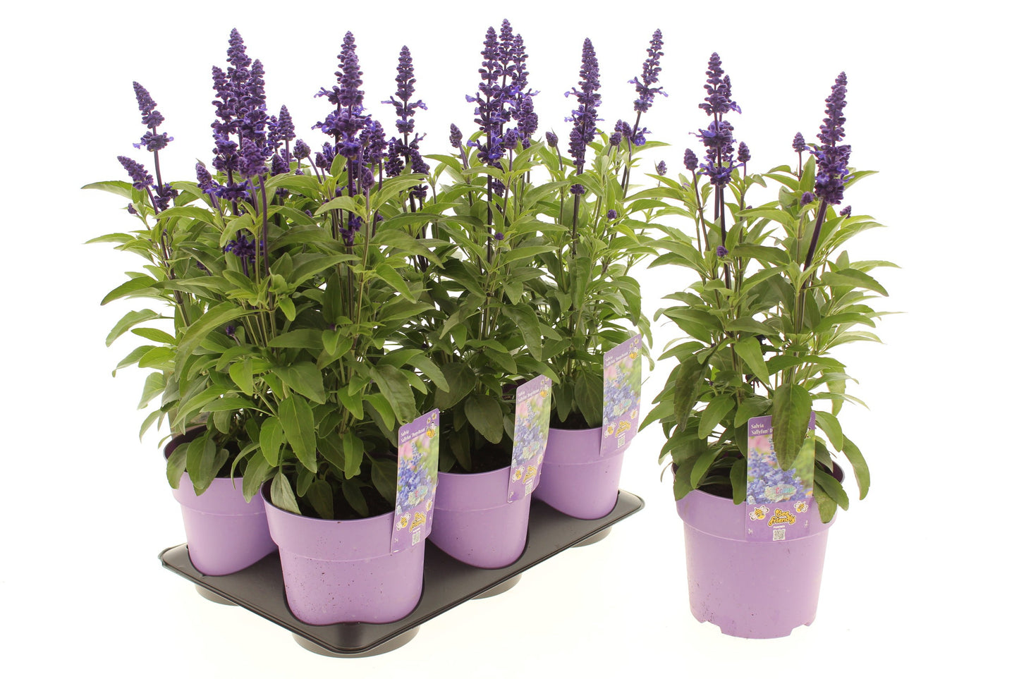 Salvia Sallyfun Deep Ocean 20cm 15cm Pot