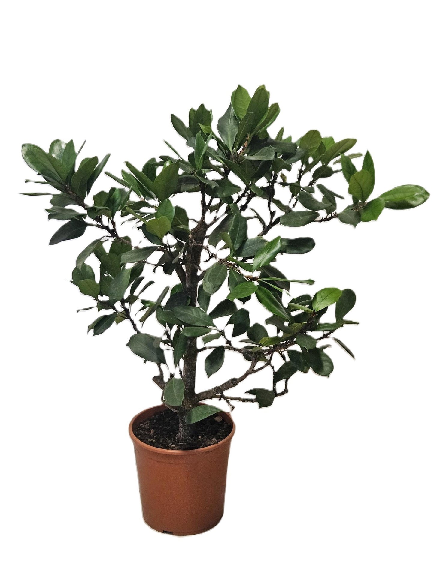 Ficus cyathistipula 110cm 30cm Pot