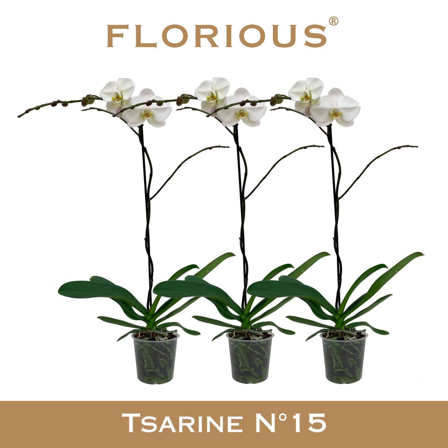 Phalaenopsis white 110cm 15cm Pot