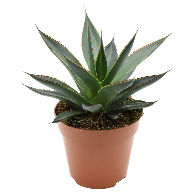 Amigo Plant VOF Agave Shaka Zulu Pack of 8