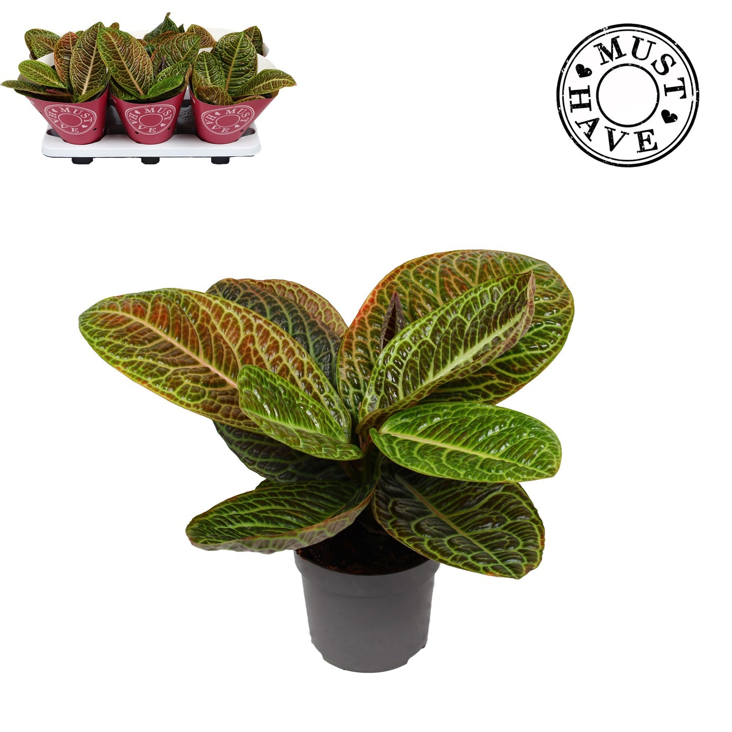 Labisia Kura Kura 32cm 13cm Pot