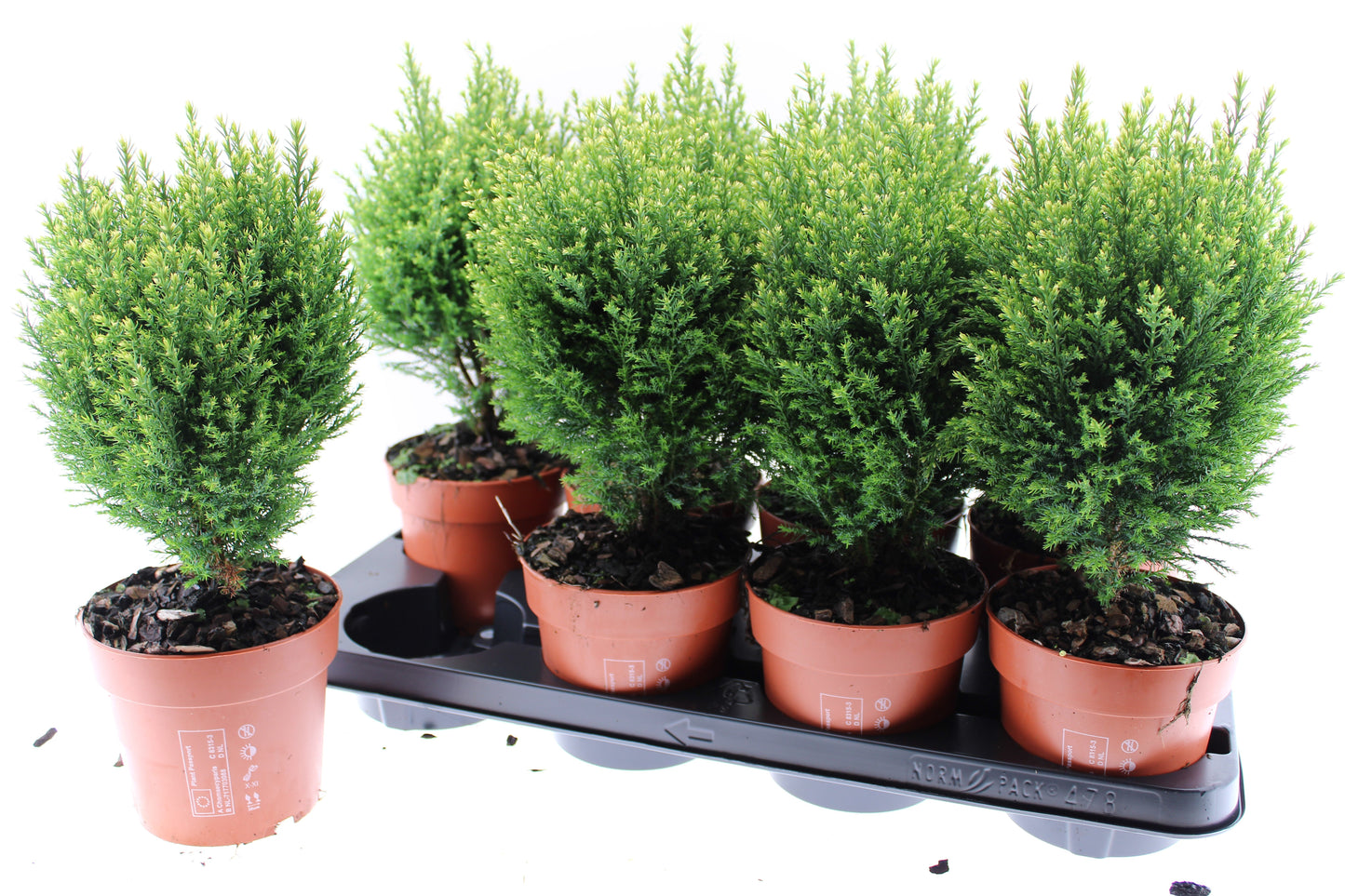 Chamaecyparis Snow White 40cm 13cm Pot