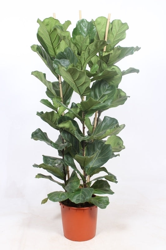 Ficus lyrata 170cm 34cm Pot