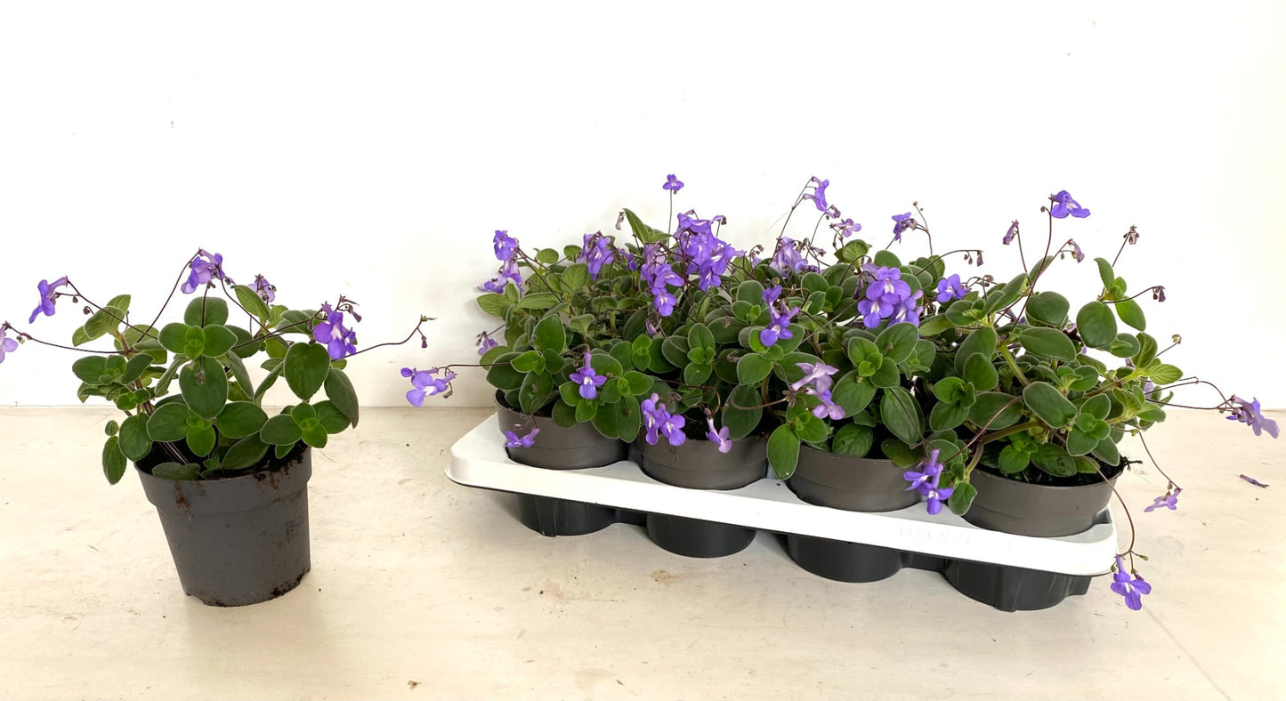 Streptocarpus saxorum 20cm 12cm Pot