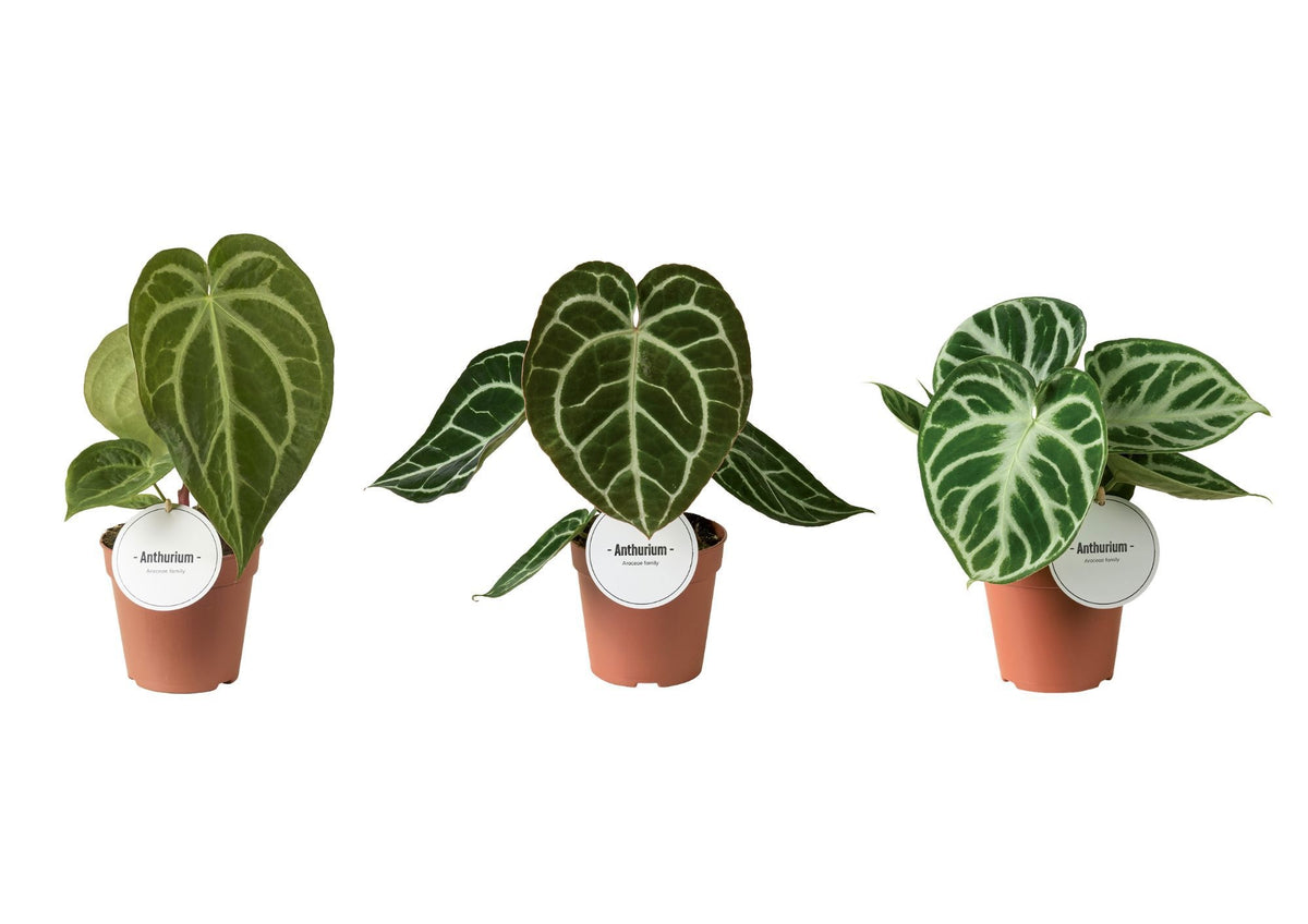 Anthurium andraeanum 20cm 12cm Pot