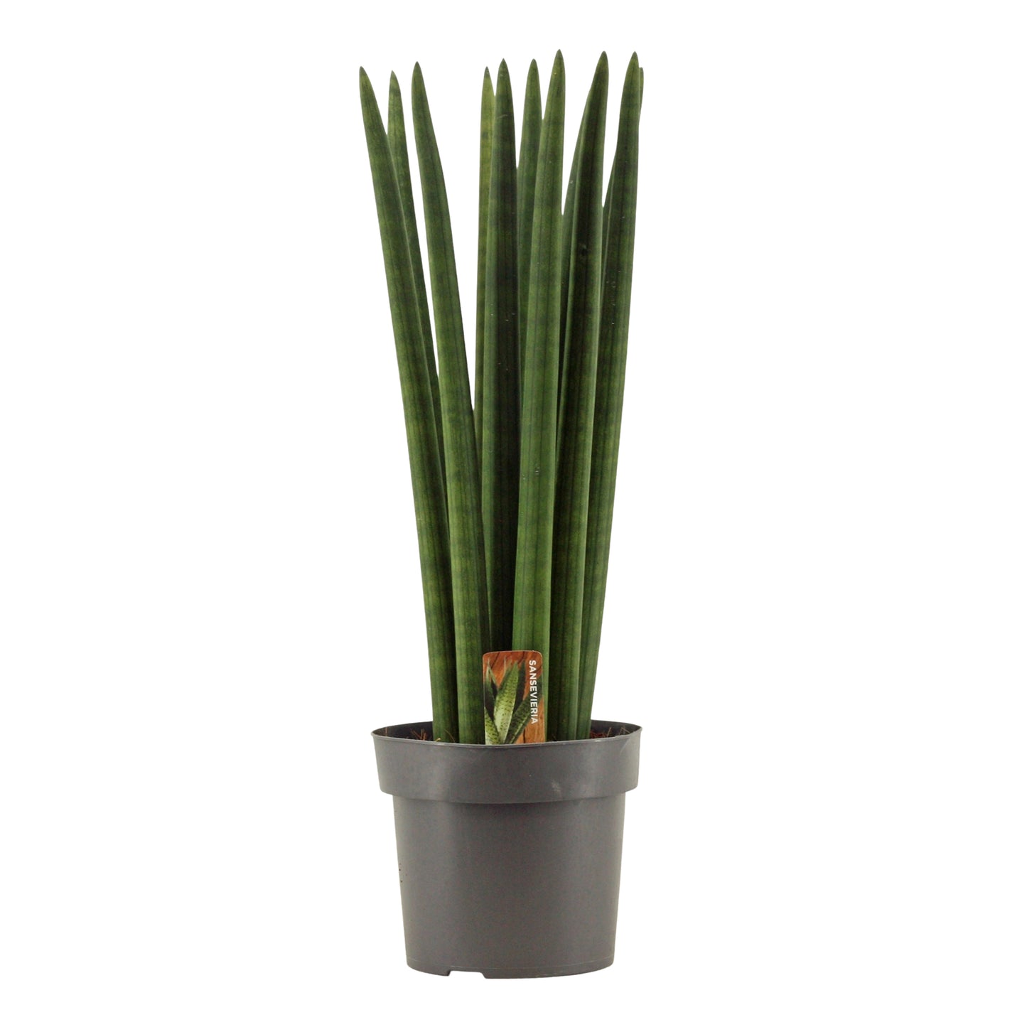 Sansevieria cylindrica 55cm 17cm Pot