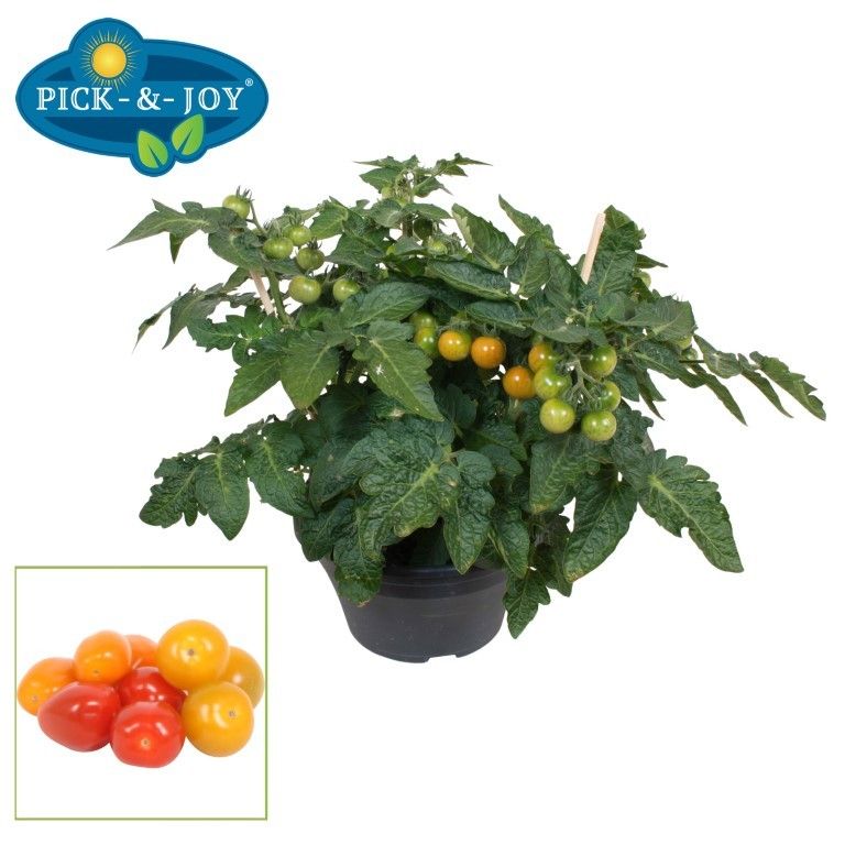 Tomato (Lycopersicon esculentum) 40cm 23cm Pot