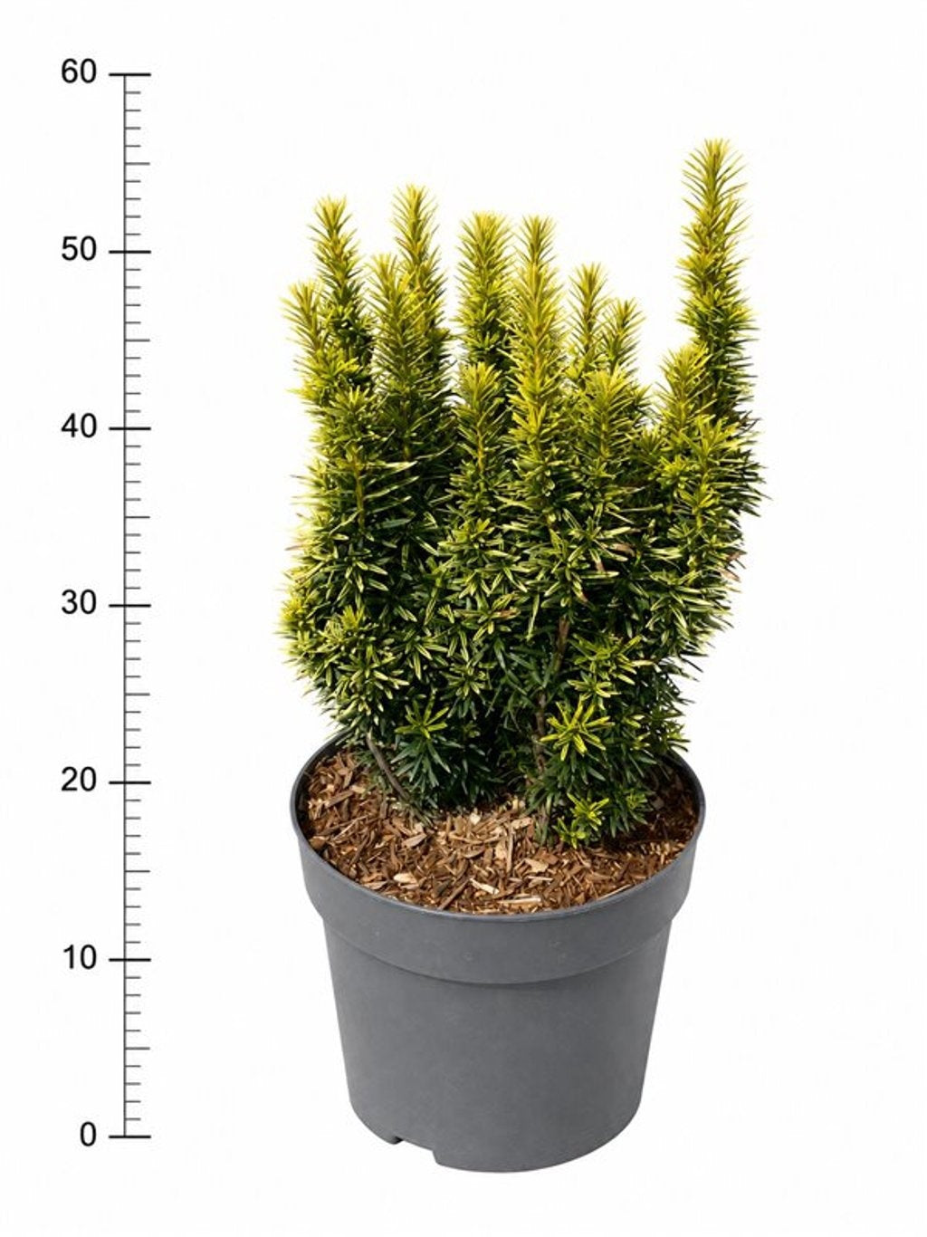 Taxus baccata David 60cm 26cm Pot