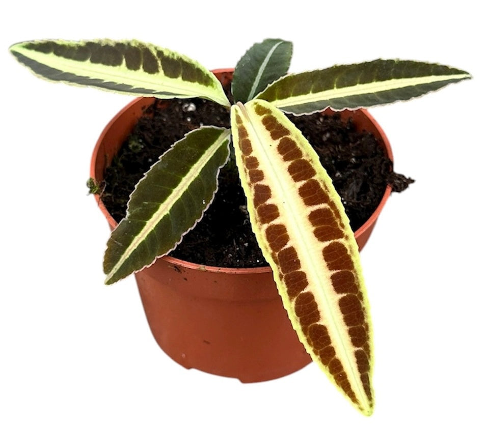 Labisia Jabi 15cm 510cm Pot