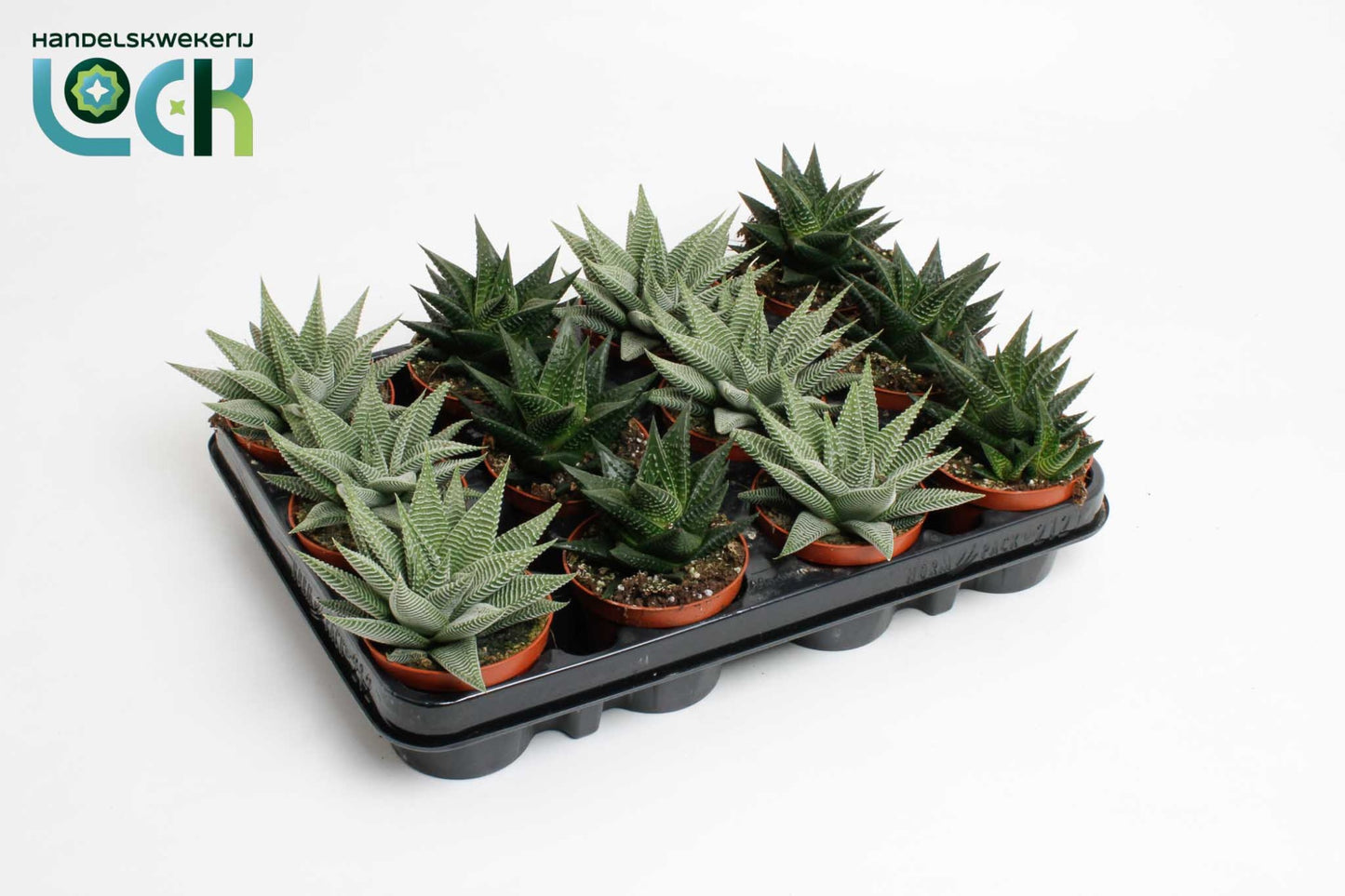Haworthia special mix 15cm 8.5cm Pot