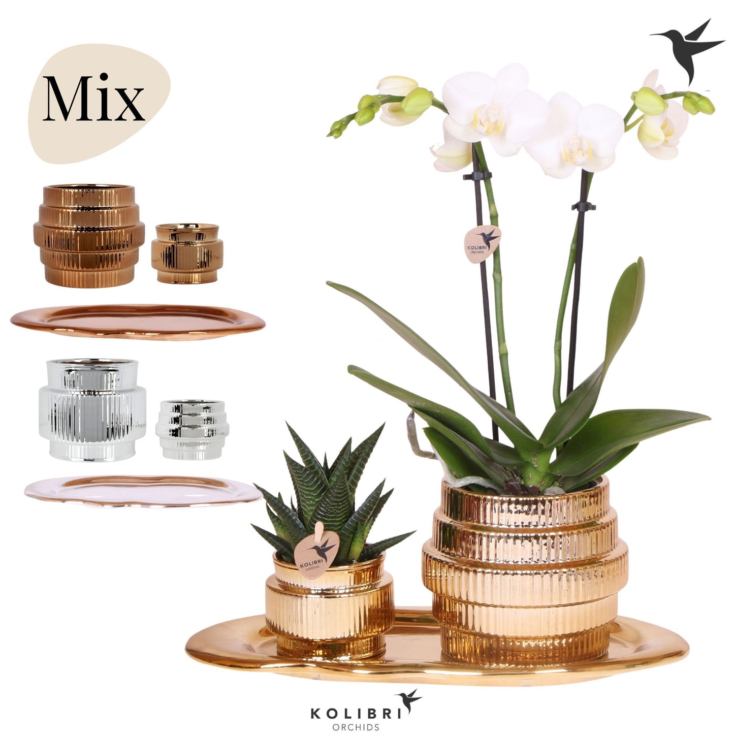Kolibri Gift Set medium Allure shiny 40cm 18cm Pot