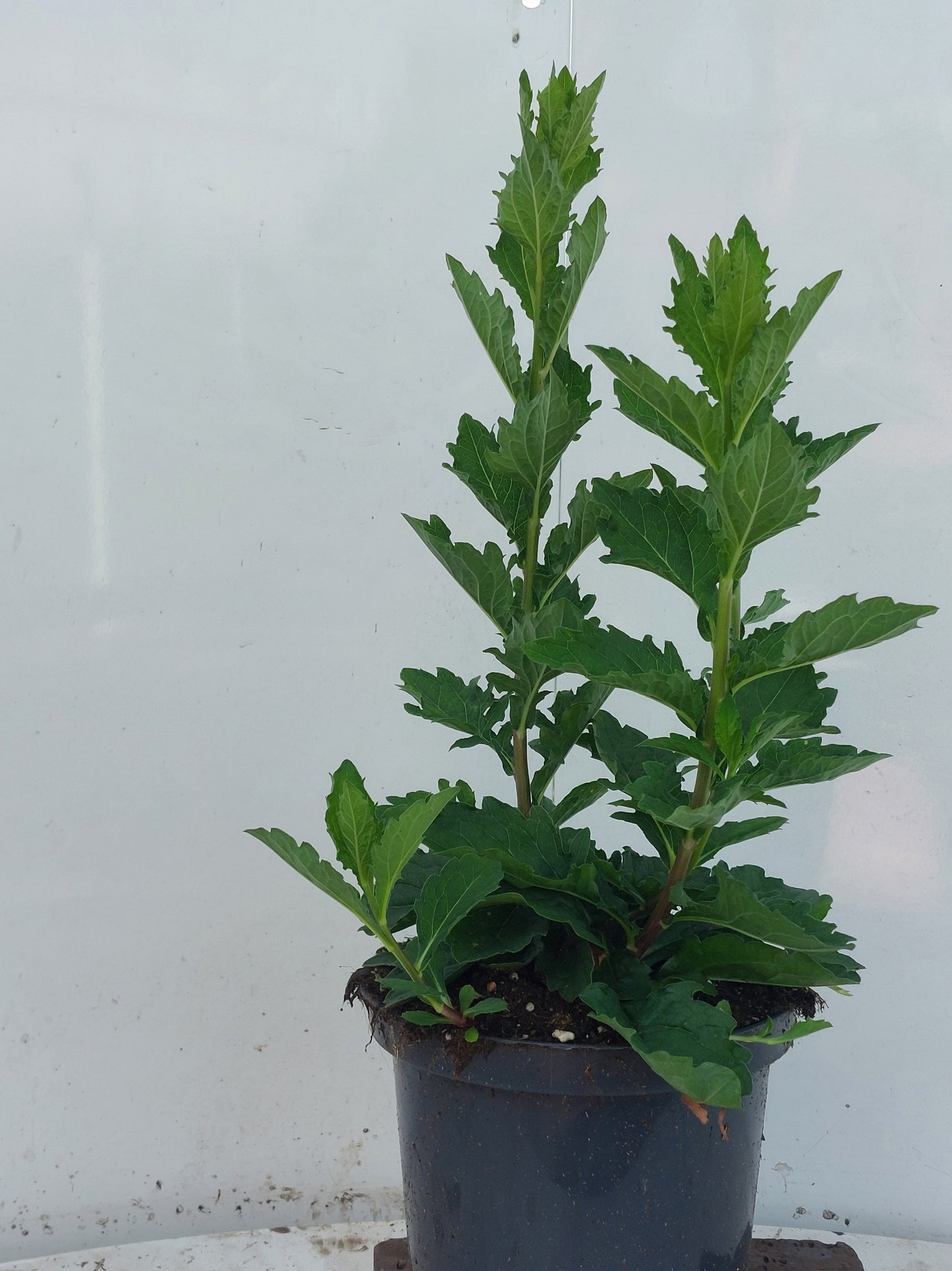 Aster age. Asran 50cm 17cm Pot