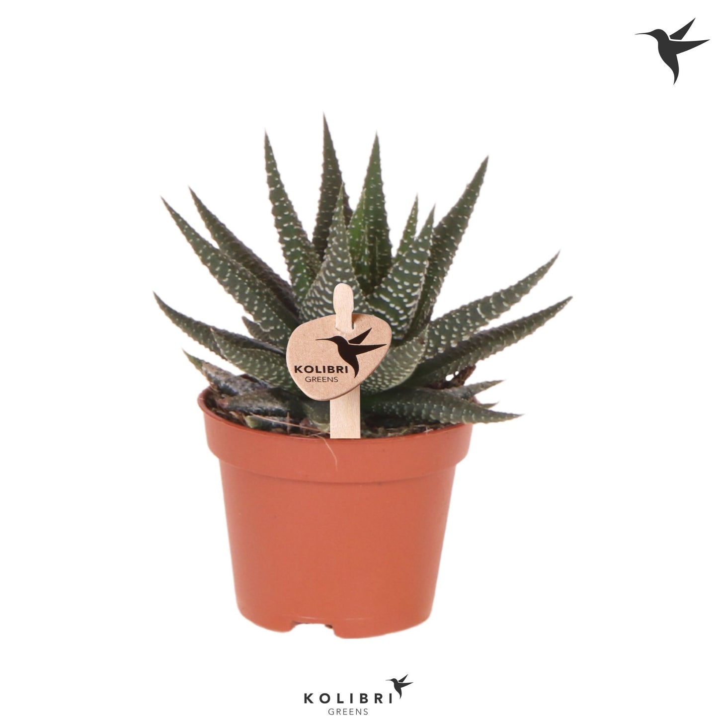 Haworthia Universe 12cm 6cm Pot