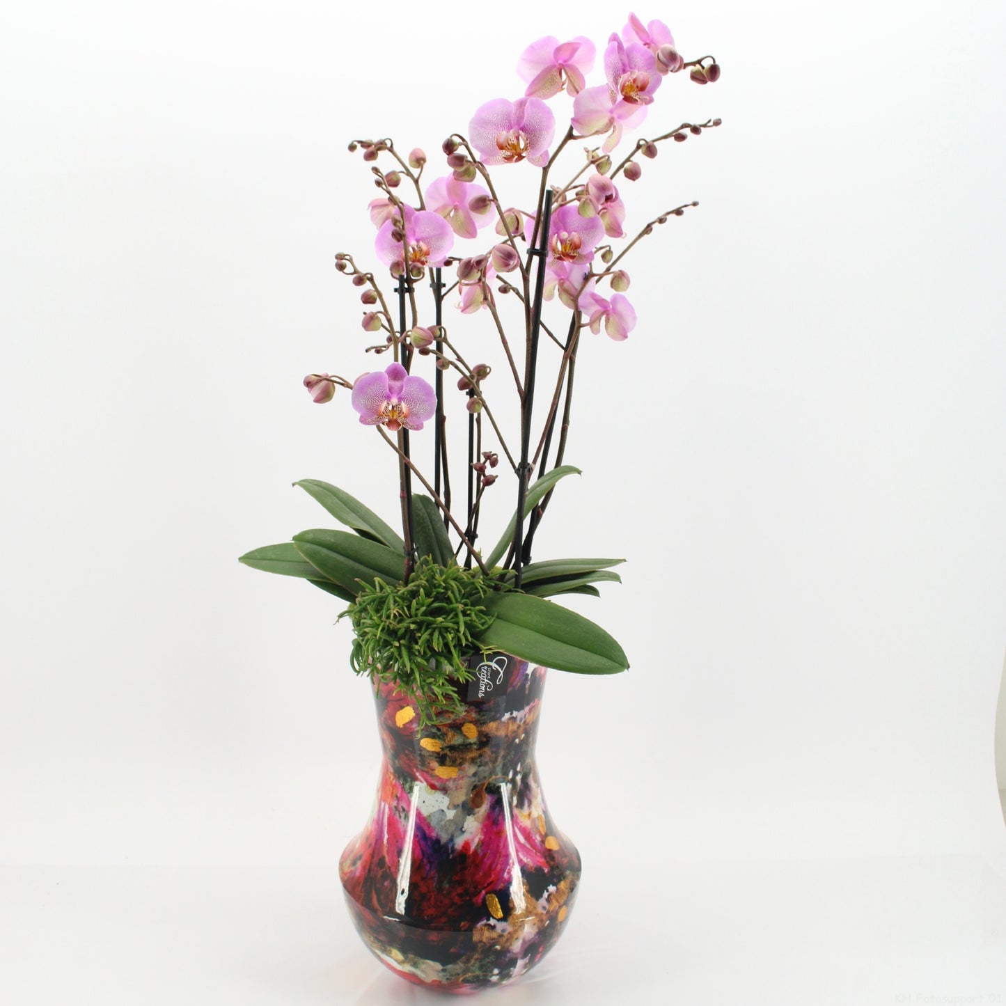 Phalaenopsis arrangement 90cm 27cm Pot
