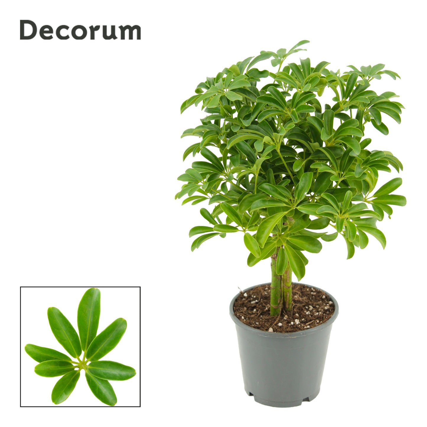 Schefflera Luseana 42cm 14cm Pot