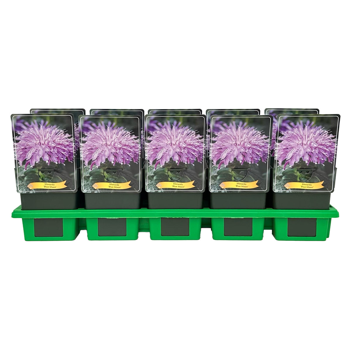 Monarda didyma 25cm 11cm Pot